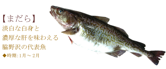 まだら：淡白な白身と濃厚な肝を味わえる脇野沢の代表魚